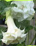 Brugmansia nglatrumpet  Double White