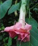Brugmansia - Dubbel rosa nglatrumpet - Stambit med rtter